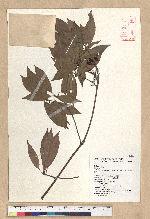 Neolitsea variabillima (Hayata) Kanehira & Sasaki 變葉新木薑子