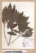Machilus japonica Siebold et Zucc. 日本楨楠(假長葉楠)
