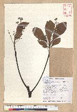 Phoebe formosana (Hayata) Hayata 臺灣雅楠