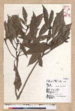 Machilus japonica Siebold et Zucc. var. kusanoi (Hayata) Liao 大葉楠
