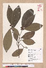 Litsea akoensis Hayata 屏東木薑子