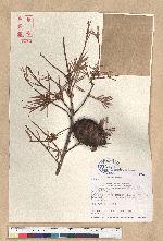 Pseudotsuga wilsoniana Hayata 臺灣黃杉(威氏帝杉)