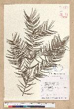 Pseudotsuga wilsoniana Hayata 臺灣黃杉(威氏帝杉)