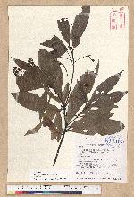 Phoebe formosana (Hayata) Hayata 臺灣雅楠