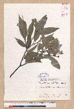 Castanopsis carlesii (Hemsl.) Hayata 長尾栲