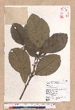 Litsea akoensis Hayata 屏東木薑子