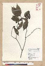 Neolitsea parvigemma (Hayata) Kanehira & Sasaki 小芽新木薑子