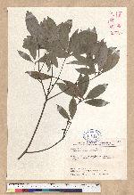 Neolitsea sericea (Blume) Koidz. 白新木薑子
