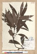 Machilus zuihoensis Hayata var. mushaensis (Lu) Y. C. Liu 青葉楠(霧社楨楠)