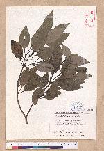 Cinnamomum japonicum Sieb. ex Nees 日本香桂