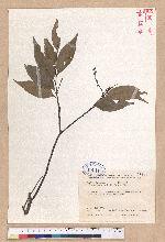 Castanopsis carlesii (Hemsl.) Hayata 長尾栲
