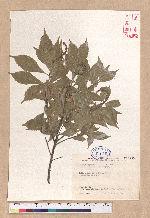 Pasania kodaihoensis (Hayata) Li 后大埔石櫟