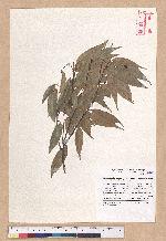Castanopsis cuspidata (Thumb. ex Murray) Schottky var. carlesii (Hemsl.) Yamazaki 長尾尖葉櫧