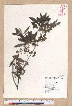 Litsea cubeba (Lour.) Persoon 山胡椒