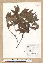 Neolitsea acuminatissima (Hayata) Kanehira et Sasaki 高山新木薑子