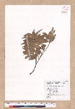 Cinnamomum insulari-montanum Hayata 山肉桂(台灣肉桂)