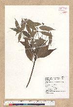 Neolitsea acuminatissima (Hayata) Kanehira et Sasaki 高山新木薑子
