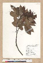 Machilus thunbergii Siebold & Zucc. 紅楠(豬腳楠)