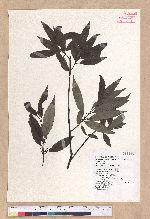 Litsea cubeba (Lour.) Persoon 山胡椒