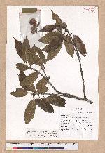 Cyclobalanopsis stenophylloides (Hayata) Kudo & Masamune ex Kudo 狹葉櫟