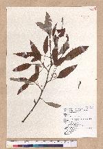 Quercus variabilis Blume 栓皮櫟