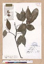 Cyclobalanopsis glauca (Thunb.) Oerst. 青剛櫟