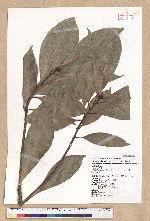 Machilus japonica Siebold et Zucc. var. kusanoi (Hayata) Liao 大葉楠