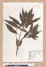 Cyclobalanopsis pachyloma (O. Seem.) Schott. 金斗椆