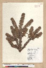 Abies kawakamii (Hayata) Ito 臺灣冷杉