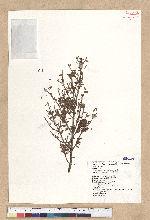 Tsuga chinensis (Franch.) Pritz. ex Diels var. formosana (Hayata) Li & Keng 臺灣鐵杉
