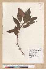 Machilus thunbergii Siebold & Zucc. 紅楠(豬腳楠)