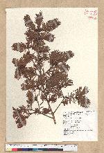 Pseudotsuga wilsoniana Hayata 臺灣黃杉(威氏帝杉)