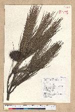 Pinus massoniana Lamb. 馬尾松