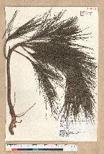 Pinus massoniana Lamb. 馬尾松
