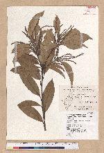 Pasania hancei (Benth.) Schott. var. ternaticupula (Hayata) Liao 三斗石櫟