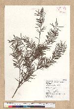 Pseudotsuga wilsoniana Hayata 臺灣黃杉(威氏帝杉)