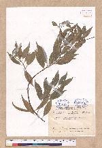 Cinnamomum insulari-montanum Hayata 山肉桂(台灣肉桂)