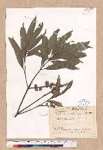 Pasania ternaticupula (Hayata) Schott 三斗石櫟