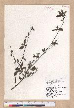 Litsea cubeba (Lour.) Persoon 山胡椒