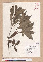 Cyclobalanopsis gilva (Blume) Oerst. 赤皮
