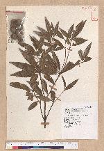 Cyclobalanopsis hypophaea (Hayata) Kudo 灰背櫟
