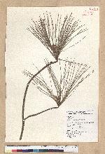 Pinus taiwanensis Hayata 臺灣二葉松