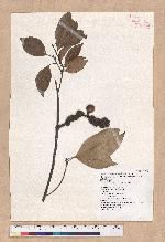 Pasania randarandiensis (Hayata) Schottky 巒大石櫟