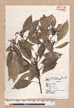 Pasania randarandiensis (Hayata) Schottky 巒大石櫟