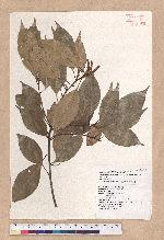 Pasania randarandiensis (Hayata) Schottky 巒大石櫟