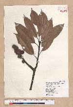 Pasania harlandii (Hance) Oersted 短尾柯