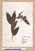 Cyclobalanopsis stenophylloides (Hayata) Kudo & Masamune ex Kudo 狹葉櫟