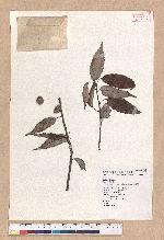 Cyclobalanopsis salicina (Blume) Oerstedt 白背櫟
