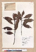 Cyclobalanopsis morii (Hayata) Schott. 森氏櫟(赤椆)