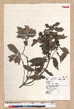 Litsea hypophaea Hayata 小梗木薑子(黃肉樹)